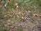 The hoopoe returns with good weather, lerida, spain, europe