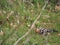 The hoopoe returns with good weather, lerida, spain, europe