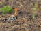 A Hoopoe searching food in field