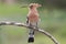 Hoopoe from the side on a background