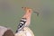 Hoopoe sits on rocks and holds a thick worm in his long beak