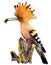 The hoopoe sits on the stump watercolor painting