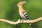 Hoopoe sitting on a branch green background