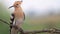 Hoopoe sitting on a dry branch