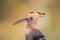 hoopoe sitting with open beak