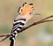 Hoopoe sitting on special branch and posing photographer.