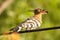 Hoopoe sitting on a wire