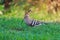 Hoopoe standing in the grass waiting for worms to pick out