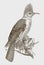 Hoopoe starling, fregilupus varius, an extinct bird from the mascarene islands in the indian ocean