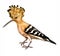 Hoopoe Upupa epops