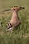 Hoopoe, Upupa epops