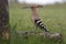 Hoopoe, Upupa epops