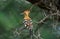 Hoopoe, upupa epops, Adult standing on Acacia Branch, Kenya