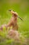 Hoopoe, Upupa epops, beautiful bird sitting in the grass, bird with orange crest, Spain