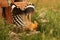 The hoopoe Upupa epops flexing its wings in front of a nest in a heap of rubble