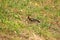 Hoopoe (Upupa epops) foraging in the grass