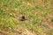 Hoopoe (Upupa epops) foraging in the grass