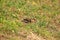 Hoopoe (Upupa epops) foraging in the grass