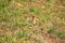 Hoopoe (Upupa epops) foraging in the grass