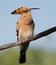 Hoopoe, Upupa epops. Hoopoe proudly raised his beak