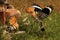 The hoopoe Upupa epops male flies with food to the nest, the female waits in front of the nest in a heap of rubble