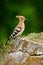 Hoopoe, Upupa epops, nice orange bird with crest sitting sand hill in the summer meadow, Hungary. Beautiful bird in the nature hab