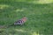 Hoopoe Upupa epops with a prey.