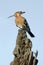 Hoopoe, Upupa epops, in Serengeti National Park