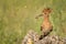 Hoopoe Upupa epops sitting on a stone with a prey in its beak