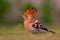 Hoopoe (Upupa epops) staring