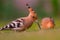 Hoopoe (Upupa epops) staring