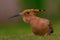 Hoopoe (Upupa epops) staring