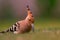 Hoopoe (Upupa epops) staring with prey