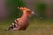 Hoopoe (Upupa epops) staring with prey