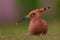 Hoopoe (Upupa epops) staring with prey