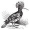 Hoopoe or Upupa epops vintage engraving