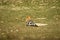 Hoopoe or Upupidae portrait perched on ground at forest of central india