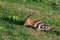 Hoopoe walking around and finding worms