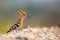 Hoopoe walking on stony ground