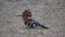 Hoopoes on the ground in Africa