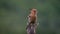 Hoopoes on a tree branch