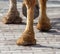 The hooves of a camel walking along the cobblestones