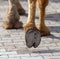 The hooves of a camel walking along the cobblestones