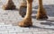The hooves of a camel walking along the cobblestones