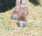 Hooves of a donkey in nature