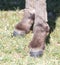 Hooves of a donkey in nature