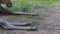 Hooves on the feet of a wild animal moose lying and resting on the ground in summer