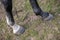 Hooves of a gray horse close-up. The animal stands on a green field