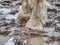 The hooves. Horses on the muddy track