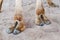 Hooves on the paws of a camel, close-up